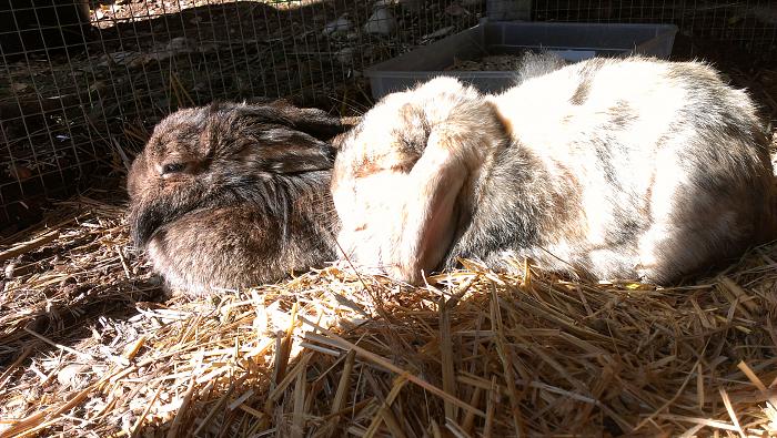 Klicke auf die Grafik für eine größere Ansicht
Name: Sonne geniessen.jpg
Hits: 0
Größe: 355,2 KB
ID: 185497