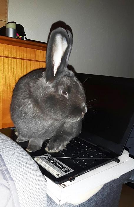 Klicke auf die Grafik fr eine grere Ansicht

Name:	Paulchen Laptop.jpg
Hits:	1
Gre:	89,6 KB
ID:	186488