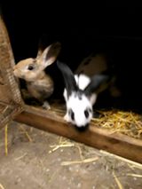 Klicke auf die Grafik f�r eine gr��ere Ansicht

Name:	FB2CCDE5-5BE5-4368-BE1E-9F9DA2DD4EEE.jpeg
Hits:	340
Gr��e:	15,3 KB
ID:	187235