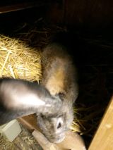 Klicke auf die Grafik f�r eine gr��ere Ansicht

Name:	341C38CF-DAF3-4889-87D5-76D0AEBDD22C.jpeg
Hits:	339
Gr��e:	16,1 KB
ID:	187237