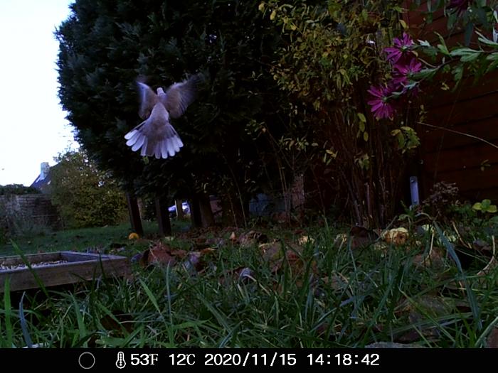 Klicke auf die Grafik f�r eine gr��ere Ansicht

Name:	taubi.jpg
Hits:	1
Gr��e:	247,1 KB
ID:	187264