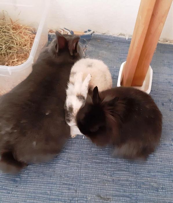 Klicke auf die Grafik fr eine grere Ansicht

Name:	Kuschelhaufen.jpg
Hits:	0
Gre:	90,5 KB
ID:	187490