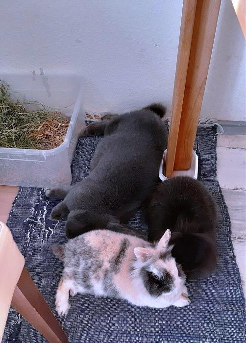 Klicke auf die Grafik fr eine grere Ansicht

Name:	Kaninchenleben.jpg
Hits:	0
Gre:	155,5 KB
ID:	187723