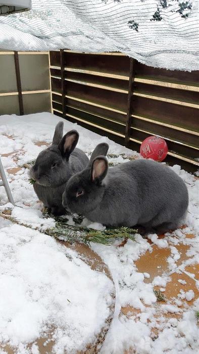 Klicke auf die Grafik fr eine grere Ansicht

Name:	Paulchen und Anton im Schnee.jpg
Hits:	0
Gre:	124,6 KB
ID:	188279