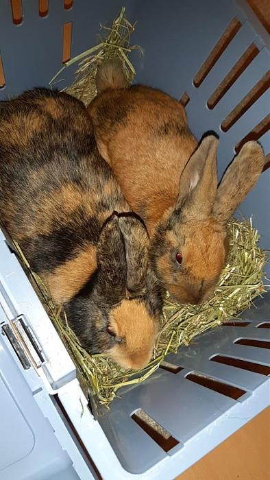 Klicke auf die Grafik f�r eine gr��ere Ansicht

Name:	Zwei nach Saar.jpg
Hits:	0
Gr��e:	107,5 KB
ID:	188421