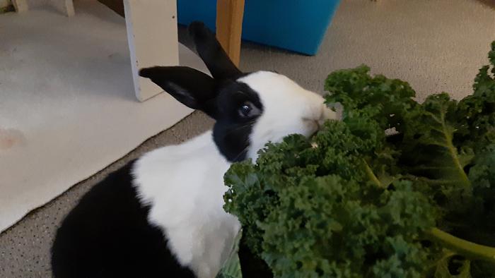 Klicke auf die Grafik f�r eine gr��ere Ansicht

Name:	20210203_172216.jpg
Hits:	0
Gr��e:	241,7 KB
ID:	188626