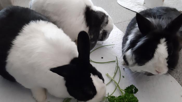 Klicke auf die Grafik f�r eine gr��ere Ansicht

Name:	20210213_113108.jpg
Hits:	0
Gr��e:	207,6 KB
ID:	188721