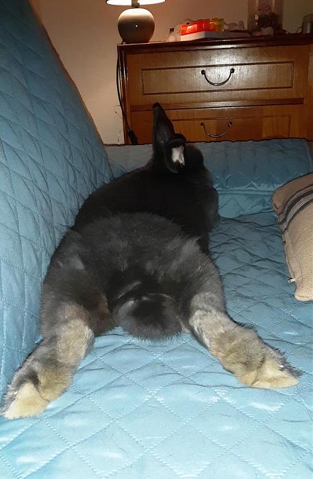 Klicke auf die Grafik fr eine grere Ansicht

Name:	Anton Sofa 13.2..jpg
Hits:	0
Gre:	92,5 KB
ID:	188788