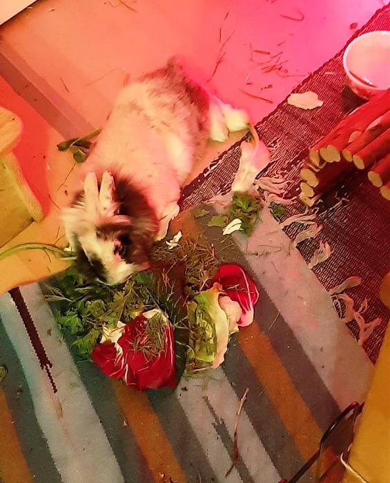 Klicke auf die Grafik fr eine grere Ansicht

Name:	Billy 13.2..jpg
Hits:	0
Gre:	111,8 KB
ID:	188789