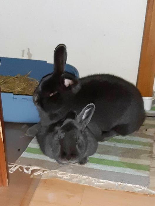 Klicke auf die Grafik fr eine grere Ansicht

Name:	Ella auf Anton.jpg
Hits:	0
Gre:	64,2 KB
ID:	189147