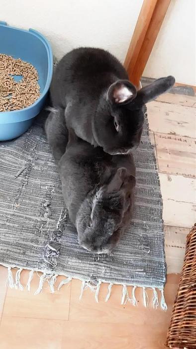 Klicke auf die Grafik fr eine grere Ansicht

Name:	Mama Ella rammelt.jpg
Hits:	0
Gre:	98,9 KB
ID:	189148