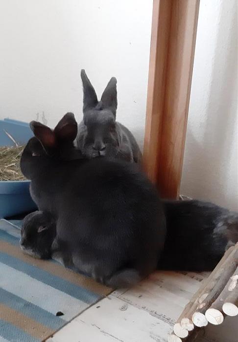 Klicke auf die Grafik fr eine grere Ansicht

Name:	Drei Groe.jpg
Hits:	0
Gre:	46,2 KB
ID:	189149