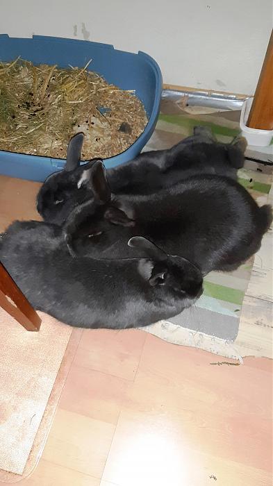 Klicke auf die Grafik fr eine grere Ansicht

Name:	Drei Groe 1.jpg
Hits:	0
Gre:	209,5 KB
ID:	189150