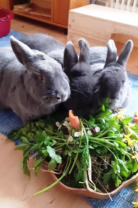 Klicke auf die Grafik fr eine grere Ansicht

Name:	Anton1. Geburtstag.jpg
Hits:	0
Gre:	81,3 KB
ID:	189152