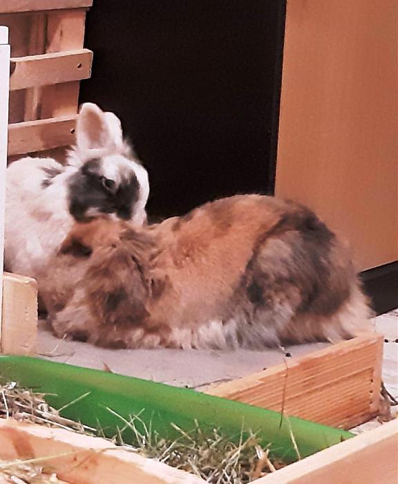 Klicke auf die Grafik fr eine grere Ansicht

Name:	Billy und Berta.jpg
Hits:	0
Gre:	79,8 KB
ID:	189153