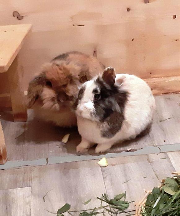 Klicke auf die Grafik fr eine grere Ansicht

Name:	Billy und Berta 1.jpg
Hits:	0
Gre:	74,7 KB
ID:	189154