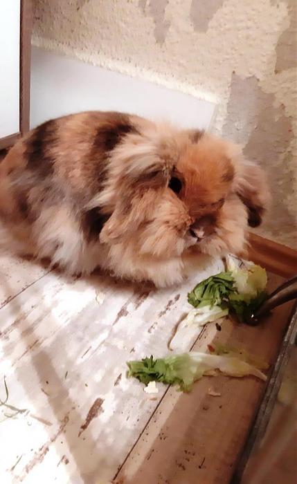 Klicke auf die Grafik fr eine grere Ansicht

Name:	Berta.jpg
Hits:	0
Gre:	74,0 KB
ID:	189155