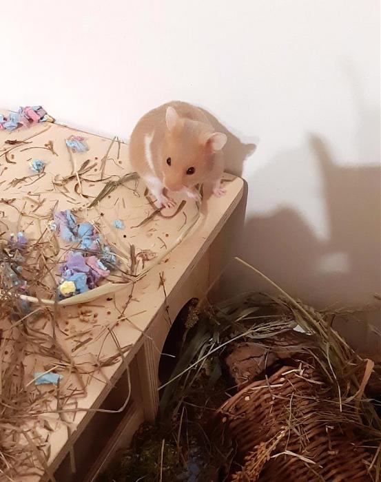 Klicke auf die Grafik fr eine grere Ansicht

Name:	Heinz.jpg
Hits:	0
Gre:	93,5 KB
ID:	189158