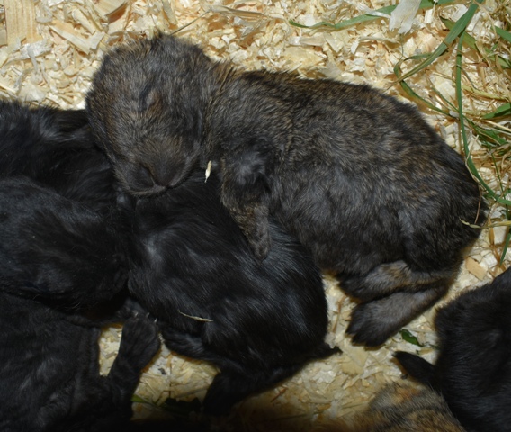 Klicke auf die Grafik f�r eine gr��ere Ansicht

Name:	4.jpg
Hits:	303
Gr��e:	156,7 KB
ID:	189218