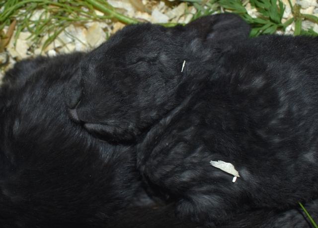 Klicke auf die Grafik f�r eine gr��ere Ansicht

Name:	aaaa.jpg
Hits:	234
Gr��e:	147,0 KB
ID:	189296