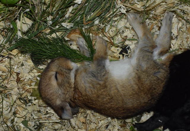 Klicke auf die Grafik f�r eine gr��ere Ansicht

Name:	aaaaa.jpg
Hits:	237
Gr��e:	150,9 KB
ID:	189297