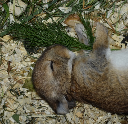 Klicke auf die Grafik f�r eine gr��ere Ansicht

Name:	aaaaaa.jpg
Hits:	238
Gr��e:	163,6 KB
ID:	189298