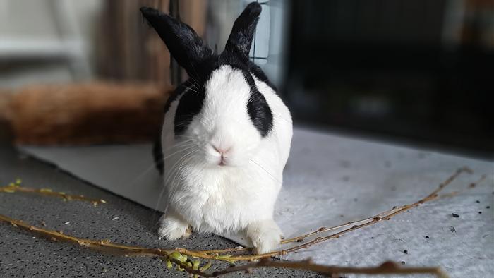 Klicke auf die Grafik f�r eine gr��ere Ansicht

Name:	20210327_114331.jpg
Hits:	0
Gr��e:	200,1 KB
ID:	189357