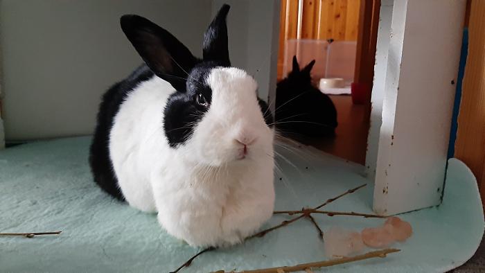 Klicke auf die Grafik f�r eine gr��ere Ansicht

Name:	20210327_161751.jpg
Hits:	0
Gr��e:	200,0 KB
ID:	189358