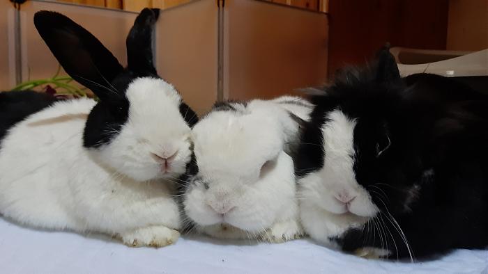 Klicke auf die Grafik f�r eine gr��ere Ansicht

Name:	20210327_073906.jpg
Hits:	0
Gr��e:	180,7 KB
ID:	189362