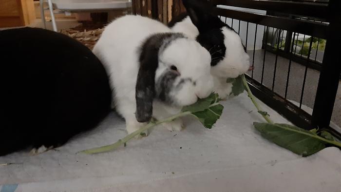 Klicke auf die Grafik f�r eine gr��ere Ansicht

Name:	20210403_200352.jpg
Hits:	0
Gr��e:	195,0 KB
ID:	189456