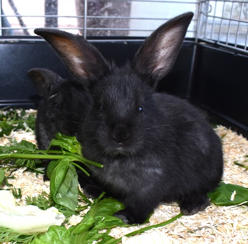 Klicke auf die Grafik f�r eine gr��ere Ansicht

Name:	4.jpg
Hits:	234
Gr��e:	142,4 KB
ID:	189482