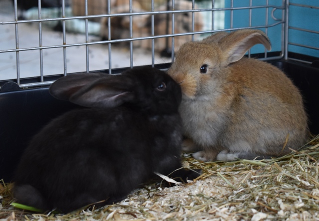 Klicke auf die Grafik f�r eine gr��ere Ansicht

Name:	2.jpg
Hits:	233
Gr��e:	143,1 KB
ID:	189484