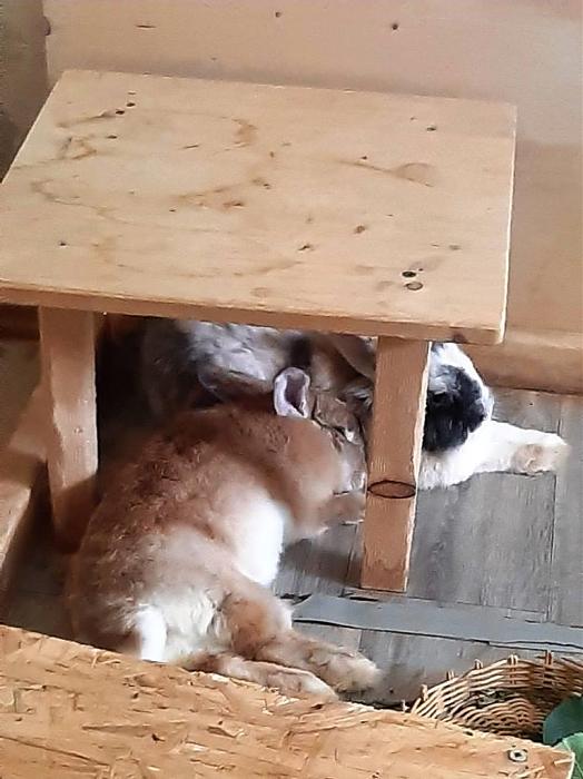 Klicke auf die Grafik fr eine grere Ansicht

Name:	Kiwi schlafend und Billy.jpg
Hits:	0
Gre:	90,3 KB
ID:	191230