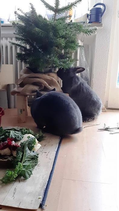 Klicke auf die Grafik fr eine grere Ansicht

Name:	Weihnachtsbaum Paulchen und Anton.jpg
Hits:	0
Gre:	82,5 KB
ID:	193055