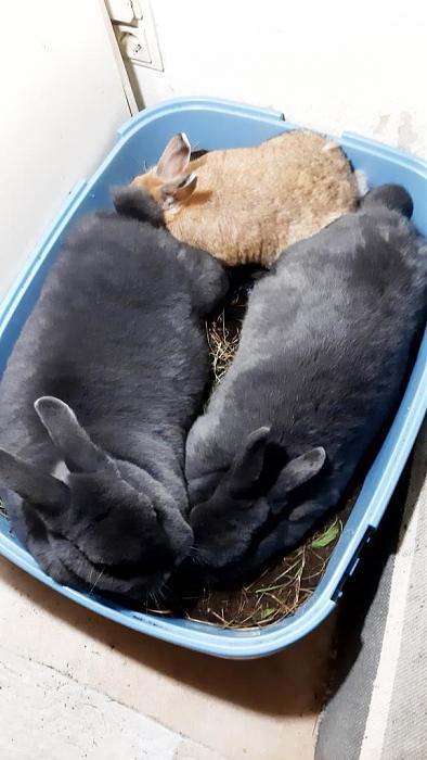 Klicke auf die Grafik fr eine grere Ansicht

Name:	Kiwi bei den Jungs.jpg
Hits:	0
Gre:	73,1 KB
ID:	193060