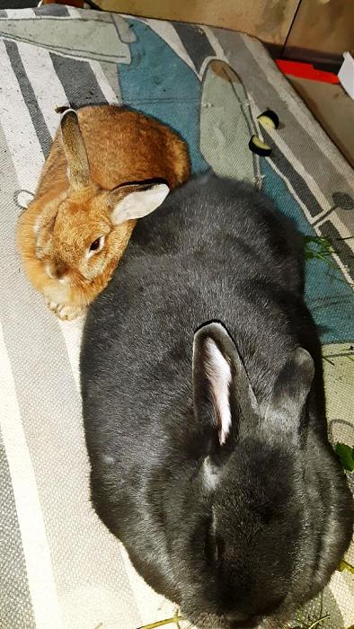Klicke auf die Grafik fr eine grere Ansicht

Name:	Kiwi an Paulchen.jpg
Hits:	0
Gre:	129,9 KB
ID:	193061