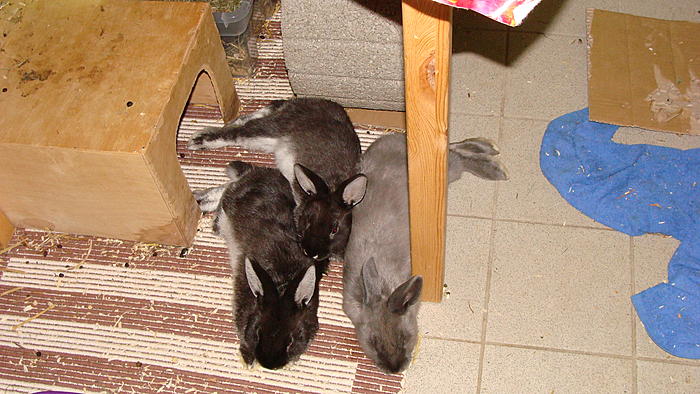 Klicke auf die Grafik fr eine grere Ansicht

Name:	DSC09992.jpg
Hits:	0
Gre:	67,3 KB
ID:	193605