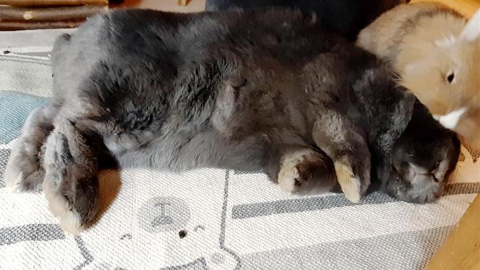 Klicke auf die Grafik fr eine grere Ansicht

Name:	Nala und Paulchen im Koma.jpg
Hits:	0
Gre:	100,1 KB
ID:	193698