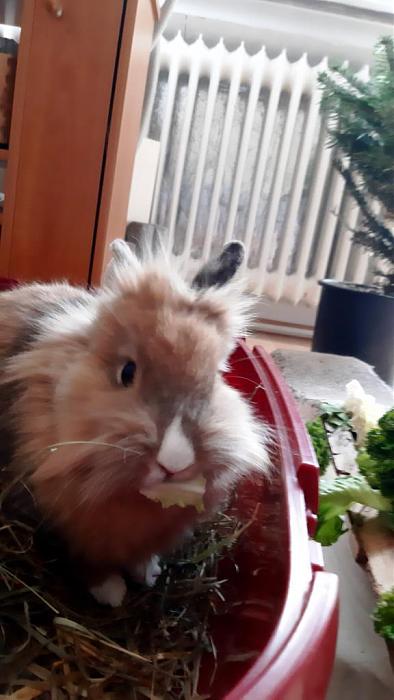 Klicke auf die Grafik fr eine grere Ansicht

Name:	Nala Mampf.jpg
Hits:	0
Gre:	70,5 KB
ID:	193699