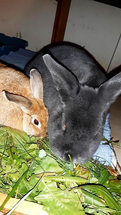 Klicke auf die Grafik fr eine grere Ansicht

Name:	Kiwi und Anton.jpg
Hits:	0
Gre:	117,7 KB
ID:	193702