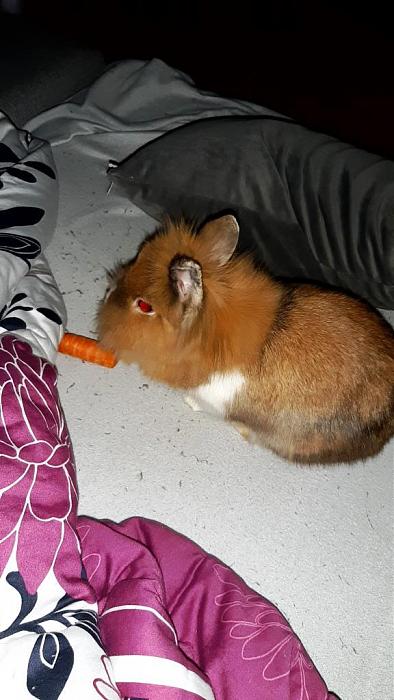 Klicke auf die Grafik fr eine grere Ansicht

Name:	Nala Karotte.jpg
Hits:	0
Gre:	91,0 KB
ID:	193706