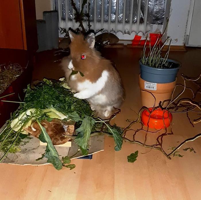 Klicke auf die Grafik fr eine grere Ansicht

Name:	Nala Frisst.jpg
Hits:	0
Gre:	91,6 KB
ID:	193707
