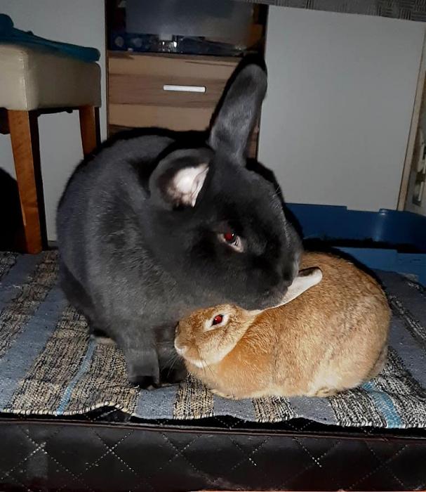 Klicke auf die Grafik fr eine grere Ansicht

Name:	Anton und Kiwi.jpg
Hits:	0
Gre:	91,3 KB
ID:	193708