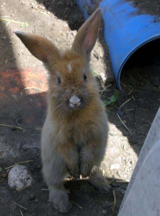 Klicke auf die Grafik fr eine grere Ansicht

Name:	Tierbilder 118.jpg
Hits:	0
Gre:	213,0 KB
ID:	194399