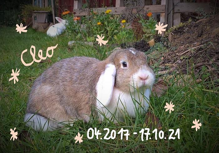Klicke auf die Grafik fr eine grere Ansicht

Name:	cleo.jpg
Hits:	0
Gre:	145,0 KB
ID:	194414