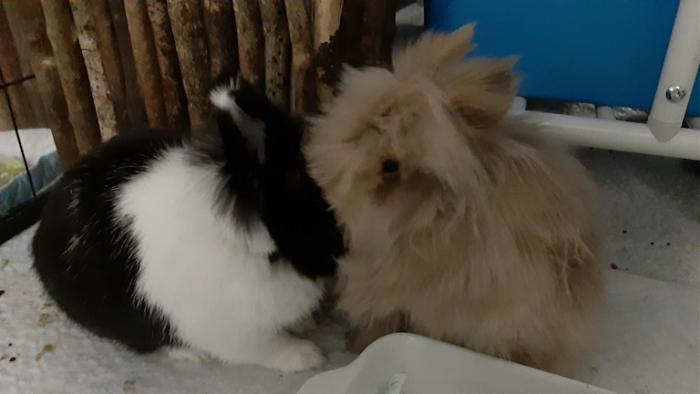 Klicke auf die Grafik fr eine grere Ansicht

Name:	20220323_060756.jpg
Hits:	0
Gre:	73,3 KB
ID:	195130