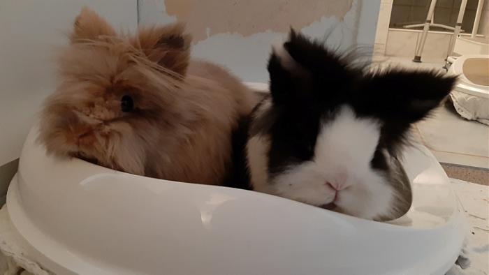 Klicke auf die Grafik fr eine grere Ansicht

Name:	20220323_074718.jpg
Hits:	0
Gre:	65,1 KB
ID:	195131