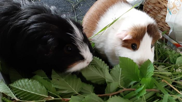 Klicke auf die Grafik fr eine grere Ansicht

Name:	20220603_193939.jpg
Hits:	0
Gre:	110,6 KB
ID:	196501