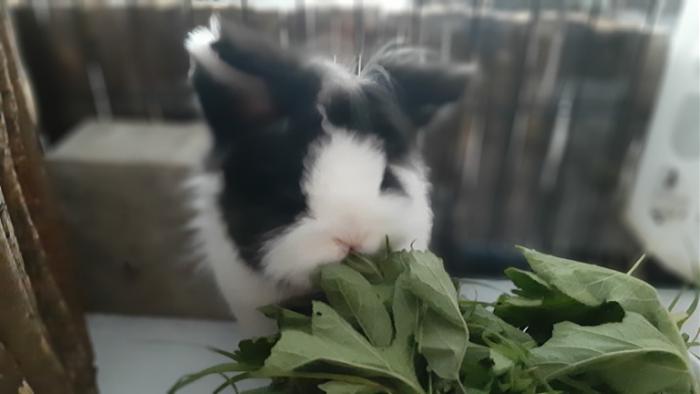 Klicke auf die Grafik fr eine grere Ansicht

Name:	20220601_120144.jpg
Hits:	0
Gre:	62,4 KB
ID:	196511