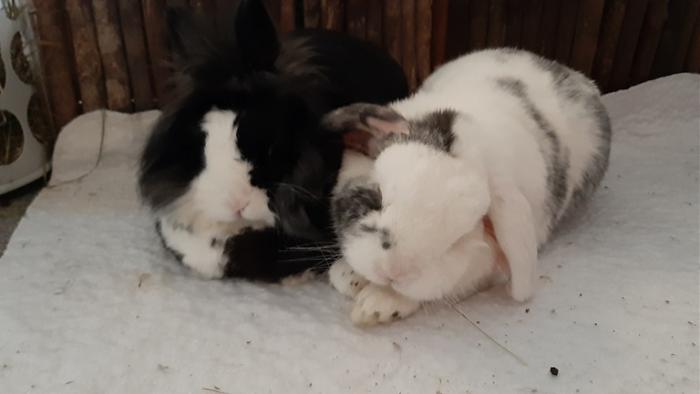 Klicke auf die Grafik fr eine grere Ansicht

Name:	20220606_061933.jpg
Hits:	0
Gre:	65,0 KB
ID:	196624